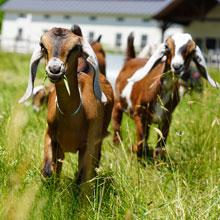 Member walk, goat dairy 